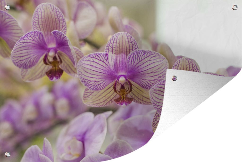 MuchoWow 120x80 cm Outdoor-Poster Gartendeko Sichtschutz Garten Poster für den Garten Die vielen lila Orchideen