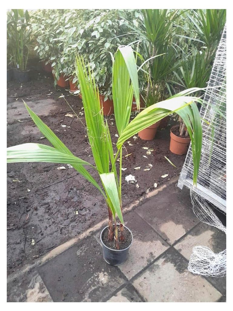 Washingtonia Robusta 90-110 cm – Mexikanische Fächerpalme für Garten und Terrasse – Robuste Pflanze im 2-3er Tuff – Ideal für sonnige Stan...