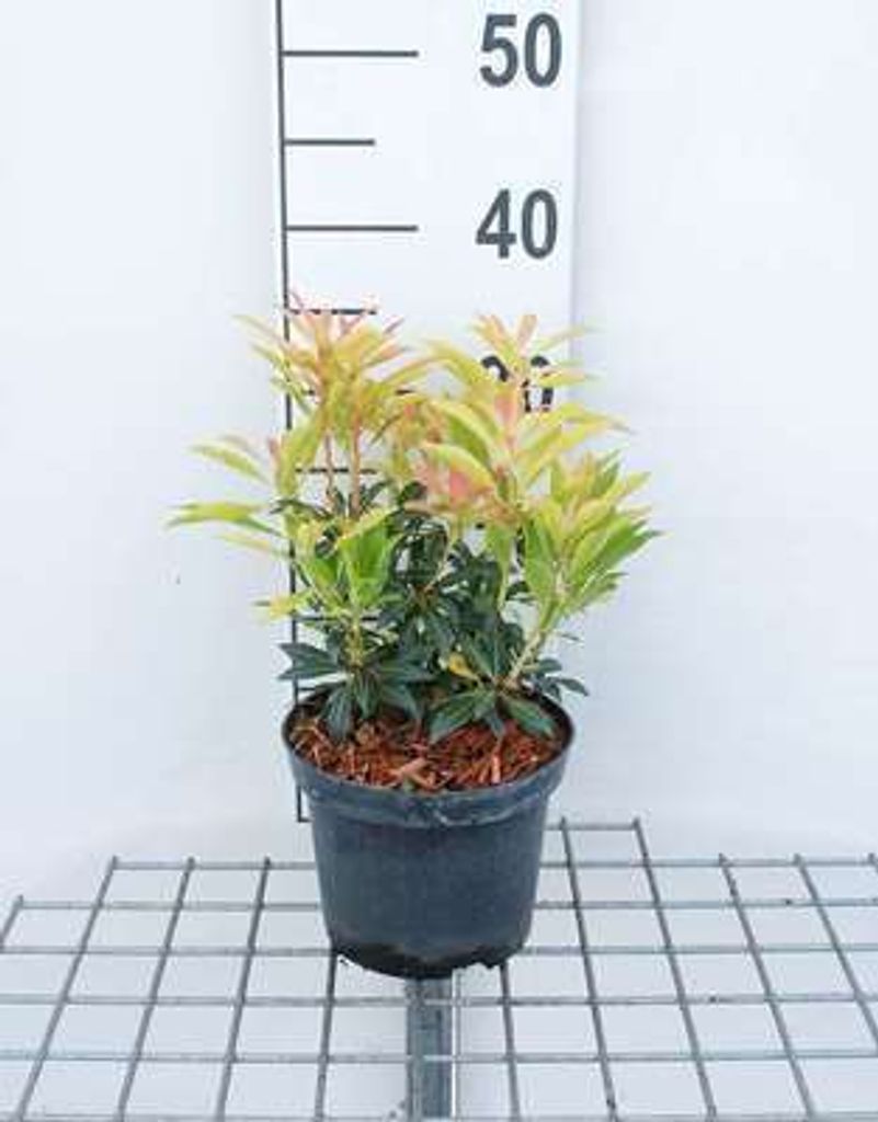 Pieris hybr. 'Forest Flame' - Japanische Lavendelheide 20- 30 cm - Container