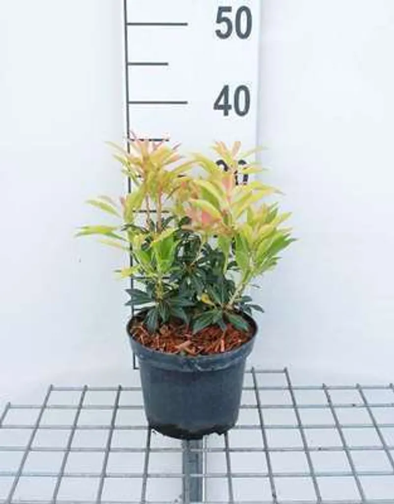 Pieris hybr. Forest Flame - Andromède du Japon 20-30 cm en Conteneur