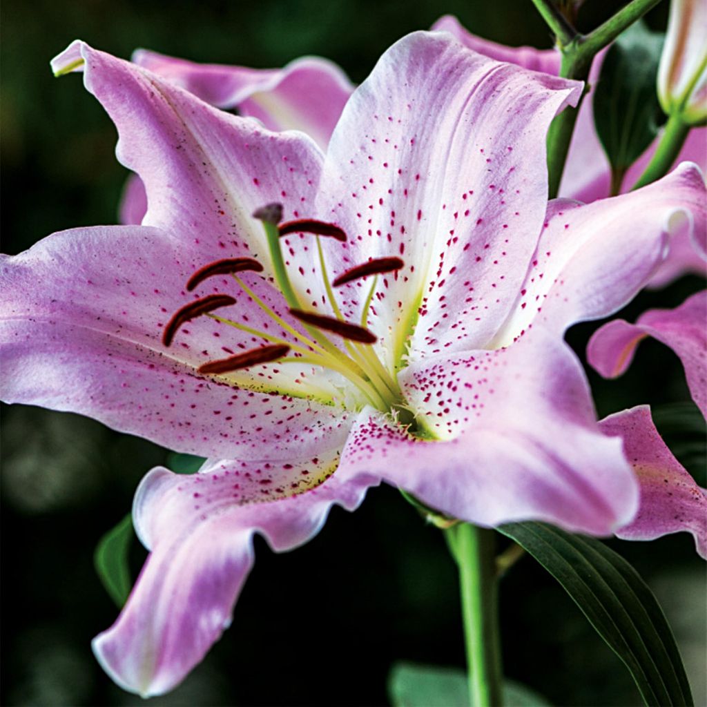 Lilien Blumenzwiebeln Zwiebeln Blumen Orientalische Lilie Josephine 1 St.