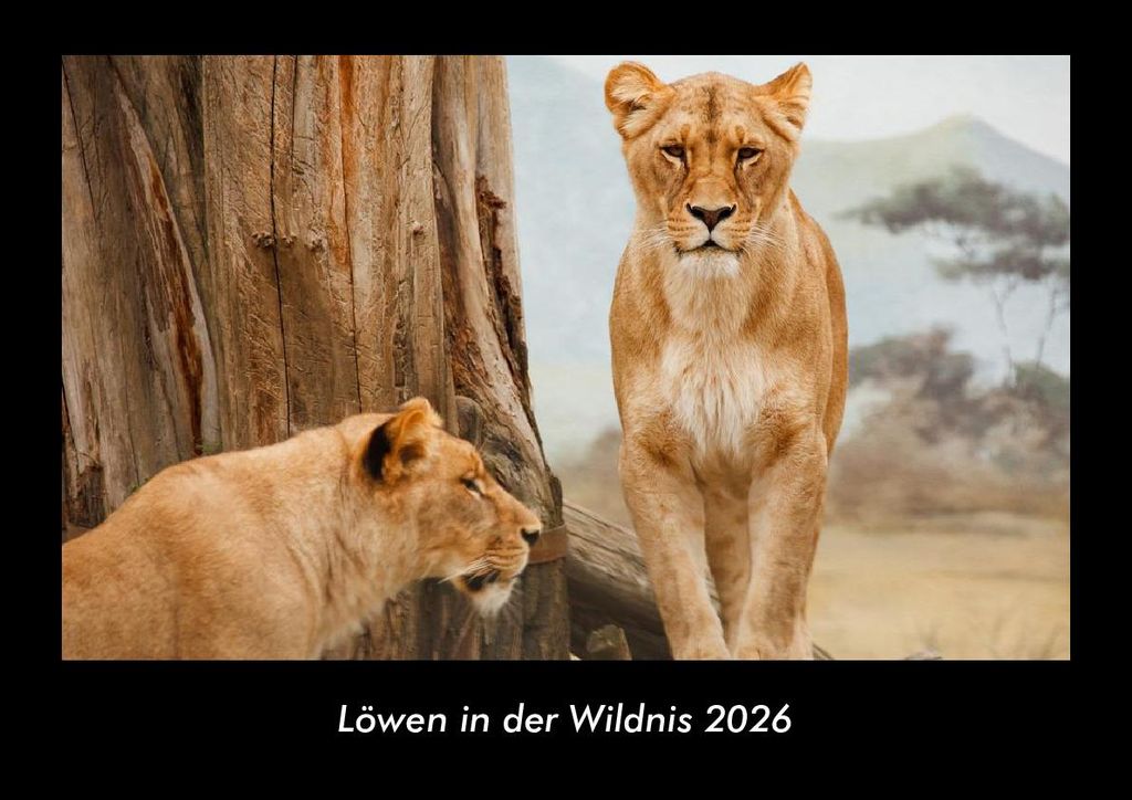 Löwen in der Wildnis 2026 Fotokalender - Querformat DIN A3, Monatskalender mit Bild-Motiven von Haustieren, Bauernhof, wilden Tieren und Raubtieren