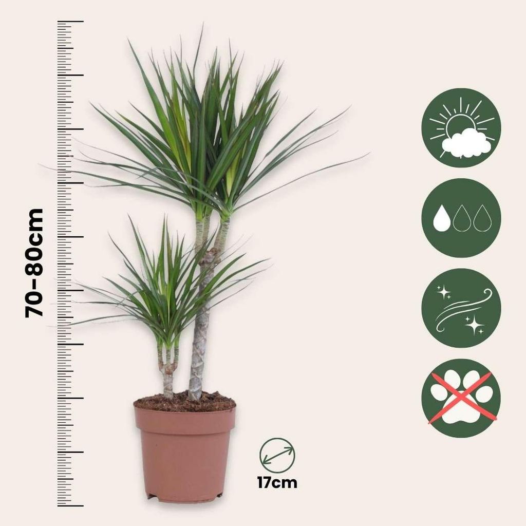 eiben 120 cm Eibe (120 - 140 cm) Taxus baccata als starke Ballenware main image 1
