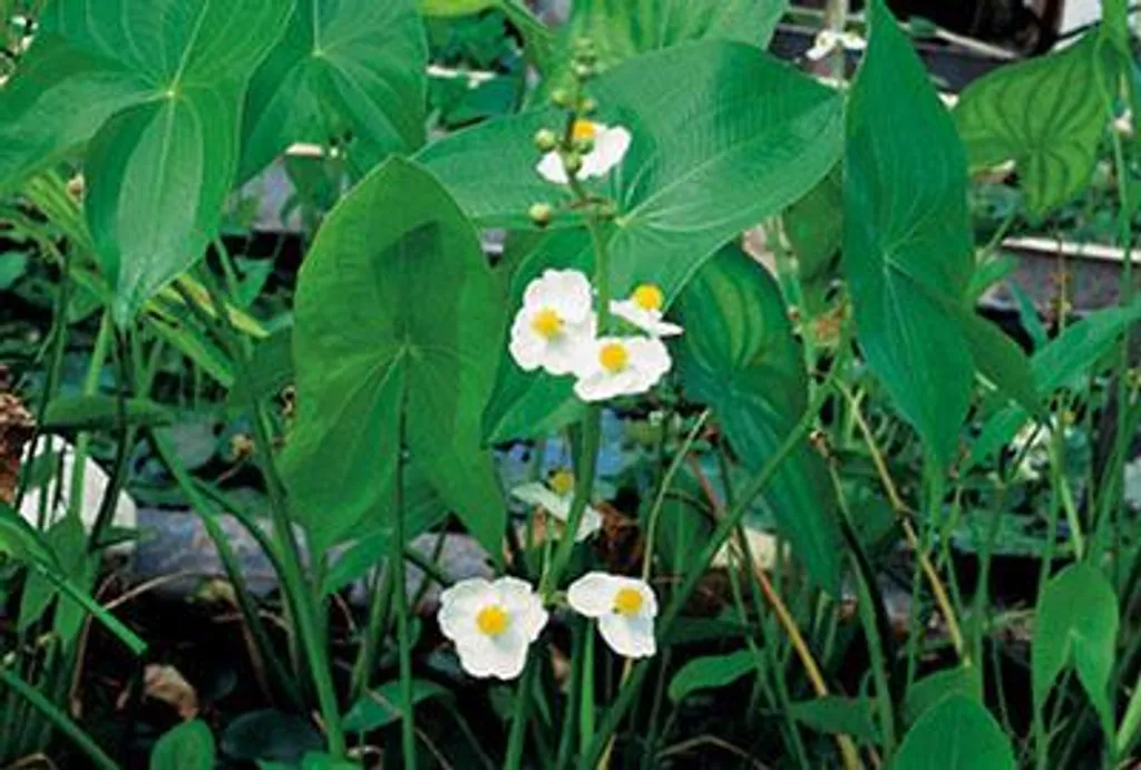 Aménager vos berges avec 6 Sagittaria latifolia - Plantes en pot 9cm