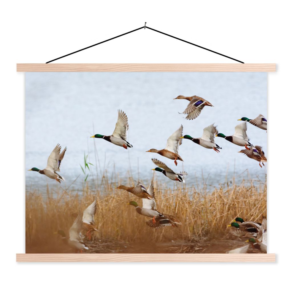 MuchoWow Textilposter Ente - Vogel - Schilf - Wasser - Enten 120x90 cm mit holzfarbenen Rahmen - Magnetisch