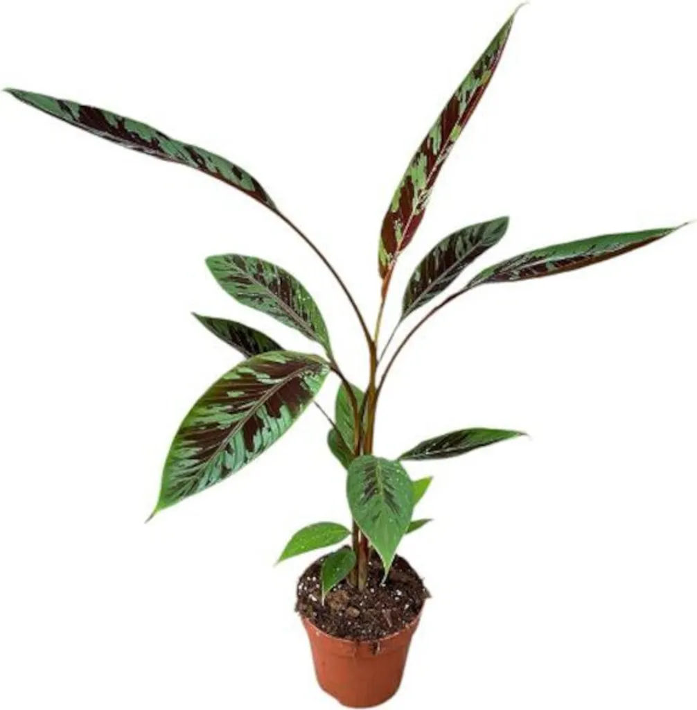 Plante verte exotique : Bananier zébré Musa zebrina Hauteur 100 cm
