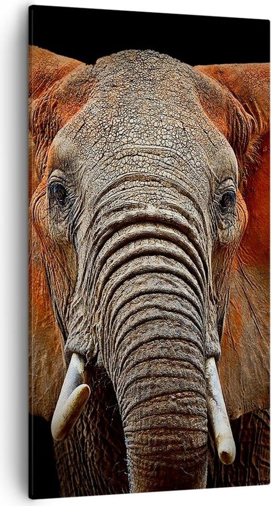 Bild auf Leinwand - Leinwandbild - Einteilig - Elefant Rot Ohren - 55x100cm - Wand Bild - Wanddeko - Wandbilder - Leinwanddruck - Bilder - Wanddeko...