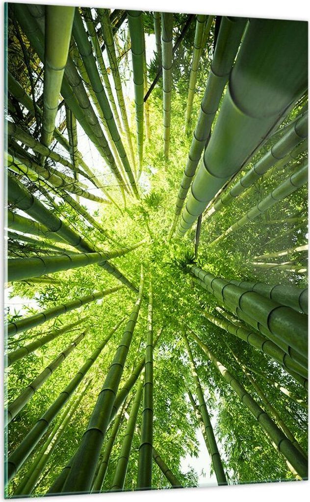 Bilder auf glas - Einteilig - Bambus Dschungel Grün - 70x100cm - Glasbilder - Wandbilder - Bilder - zum Aufhängen bereit - Wanddekoration aus Gla...