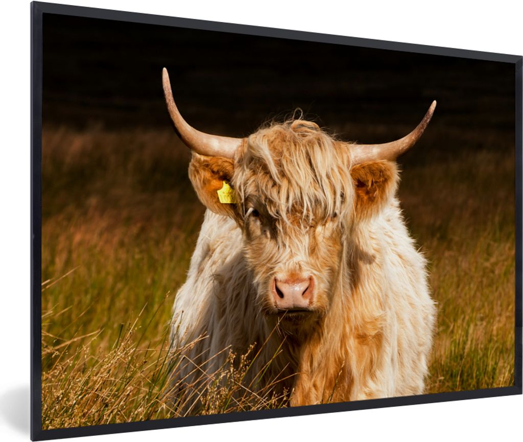 MuchoWow Gerahmtes Poster Schottische Highlander - Licht - Gras - Tiere 90x60 cm - Poster mit Schwarzem Bilderrahmen Wandposter Rahmen Foto Bilde...