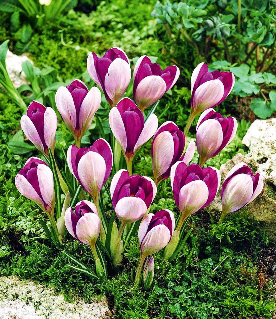 BALDUR Garten 15x Krokus Mammut Yalta, Zwiebeln in Größe I, Produktbild 