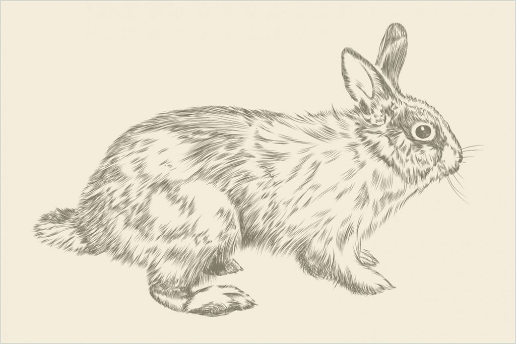 Wallario Premium Glasbild, freischwebende Optik, kräftige Farben, Größe 90 x 60 cm Motiv Hase als illustrierte Bleistiftzeichnung