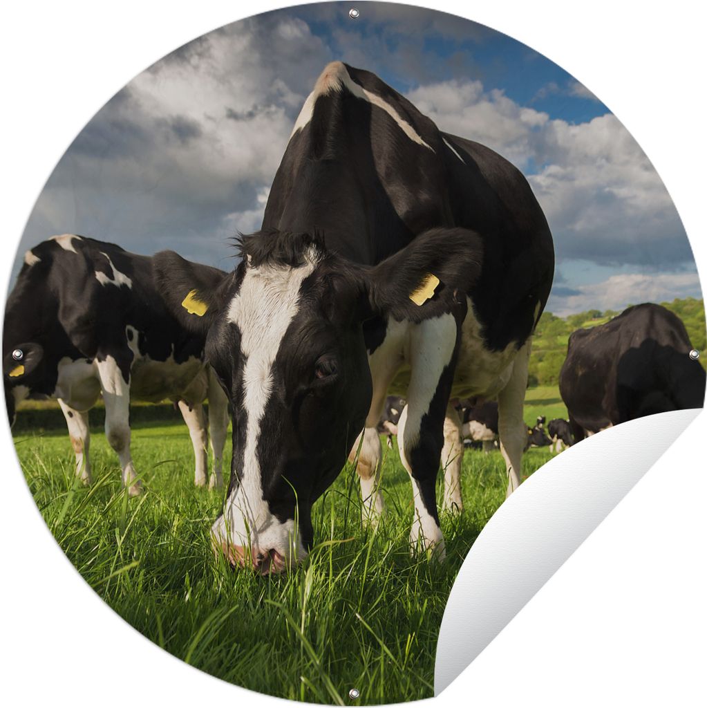 MuchoWow Gartenposter Outdoor-Poster Rund Kühe - Tiere - Gras - Wiese - Bauernhof Ø 60 cm Gartendeko Rundes Poster draußen