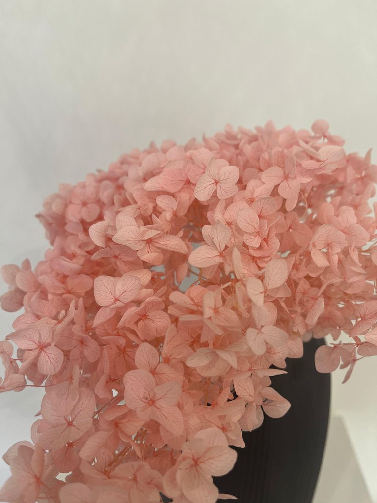 Rispenhortensie konserviert – 1 Bund (1–4 Stiele) – Echte konservierte Hortensien in Weiß, Rosa, Lila, Apricot, Blau, Schwarz, Gelb oder Wei...