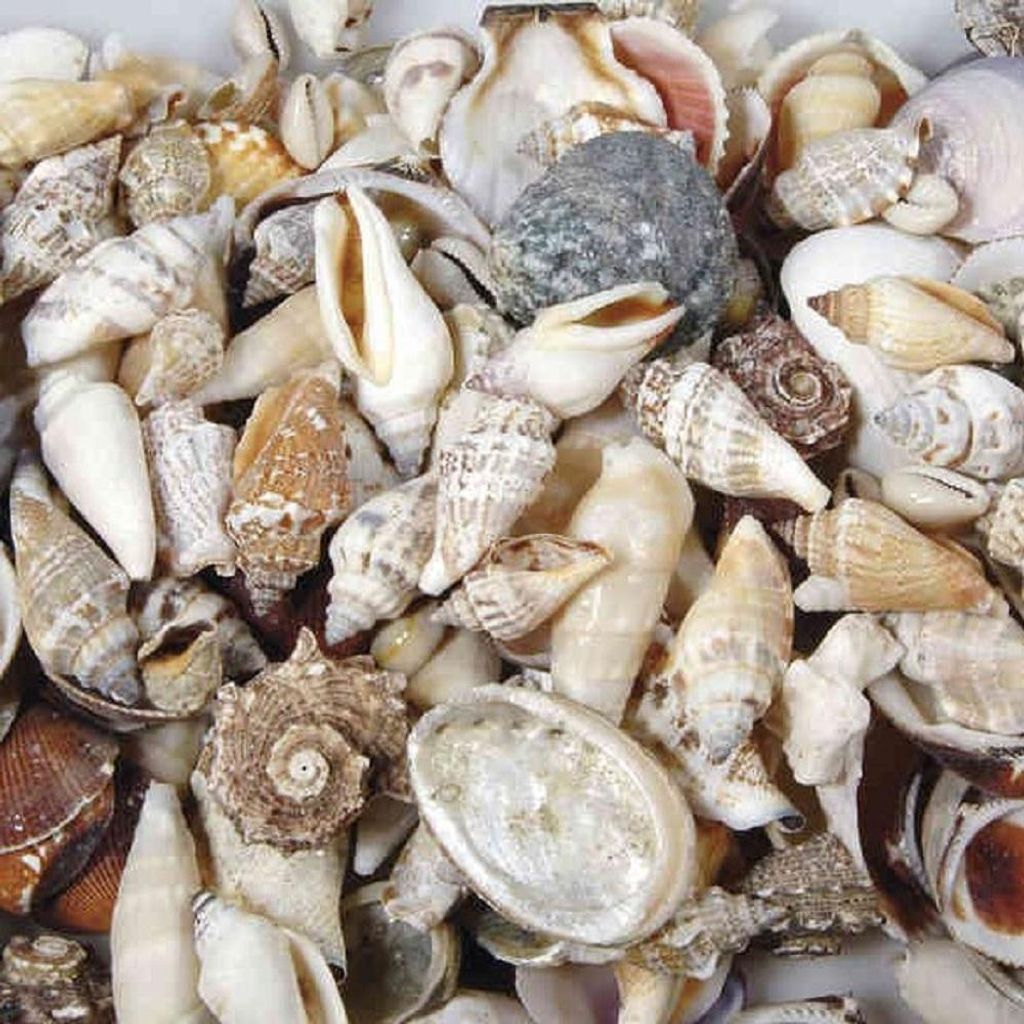 Muscheln 250Gr. Natur Produktbild 