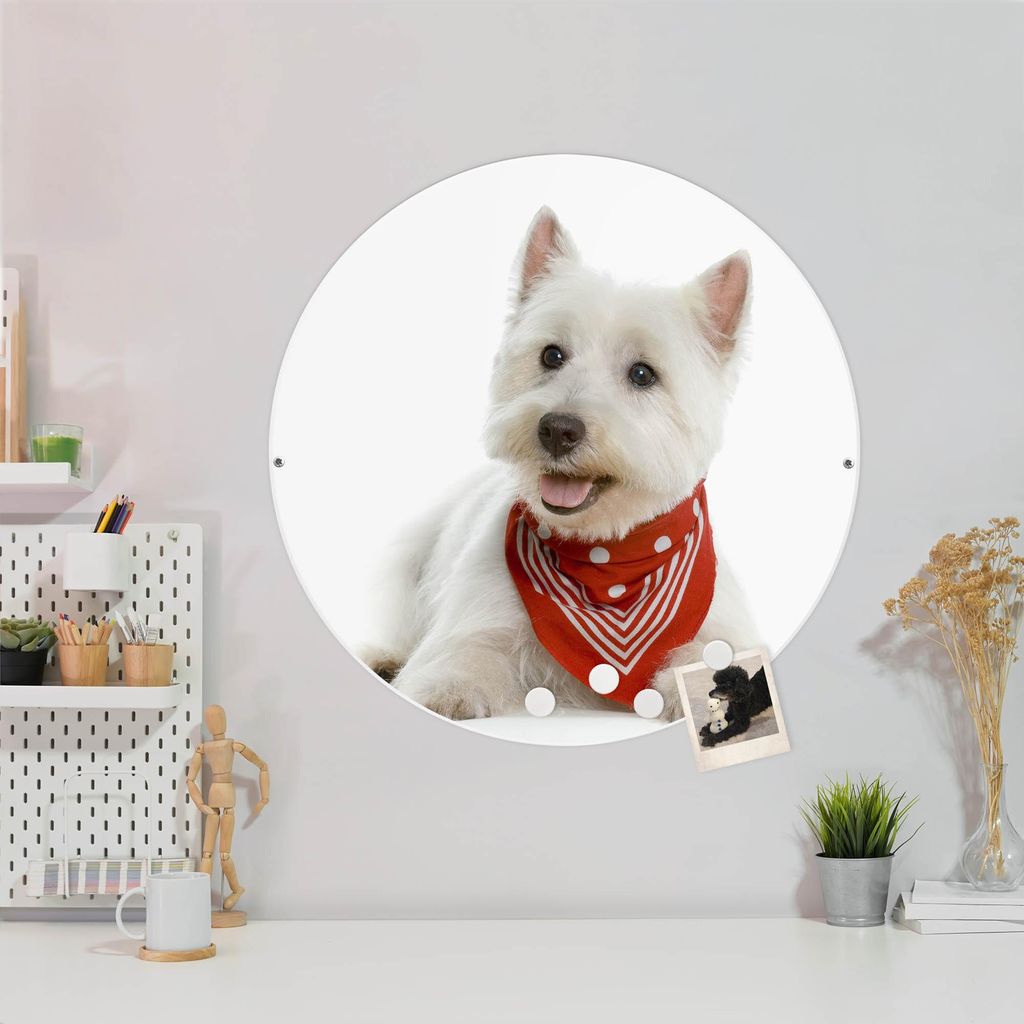 Design Stahlmagnettafel Weiß Rund 47cm Westie