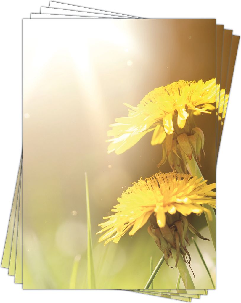 Motivpapier Briefpapier (Löwenzahn-5174, DIN A4, 100 Blatt) wunderschöne gelbe Butterblumen
