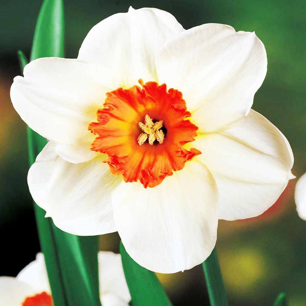 Narcissus Barret Browing a  larga 5 pz. Bulbi di Narciso Immagine del prodotto 