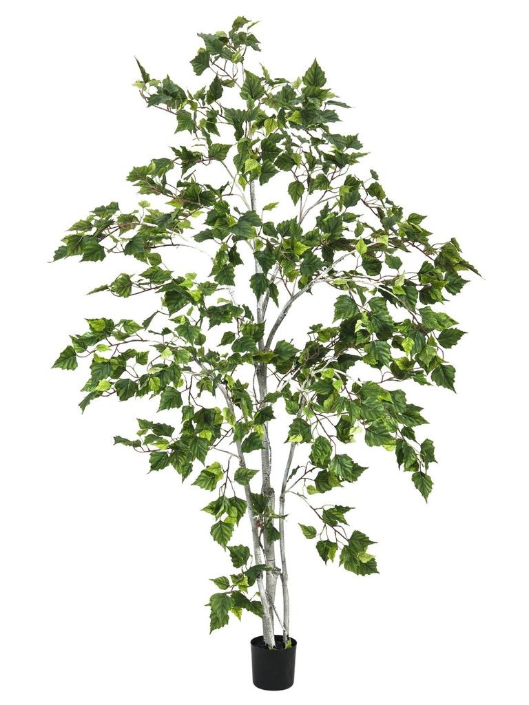 EUROPALMS Birkenbaum, Kunstpflanze, 180cm