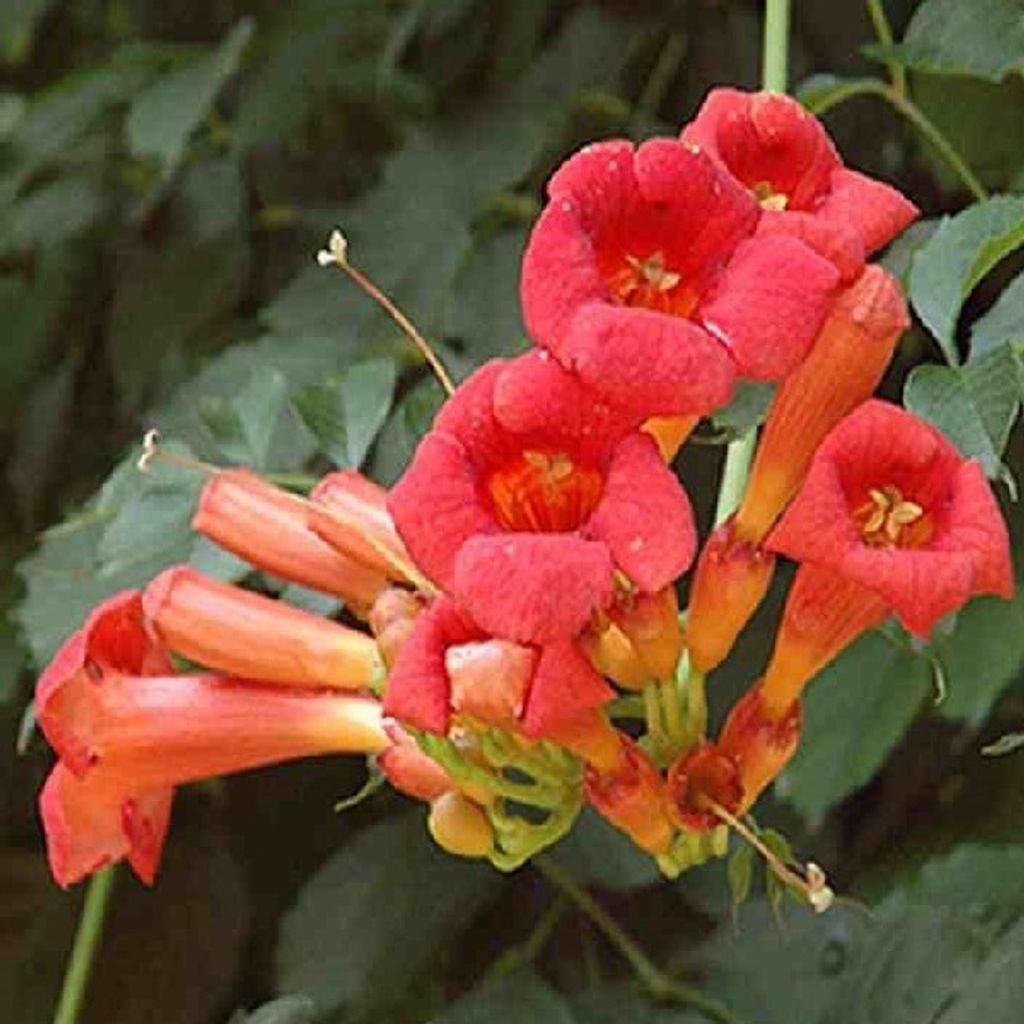 2 x Trompetenblume - Campsis radicans | 50-60 cm in Container