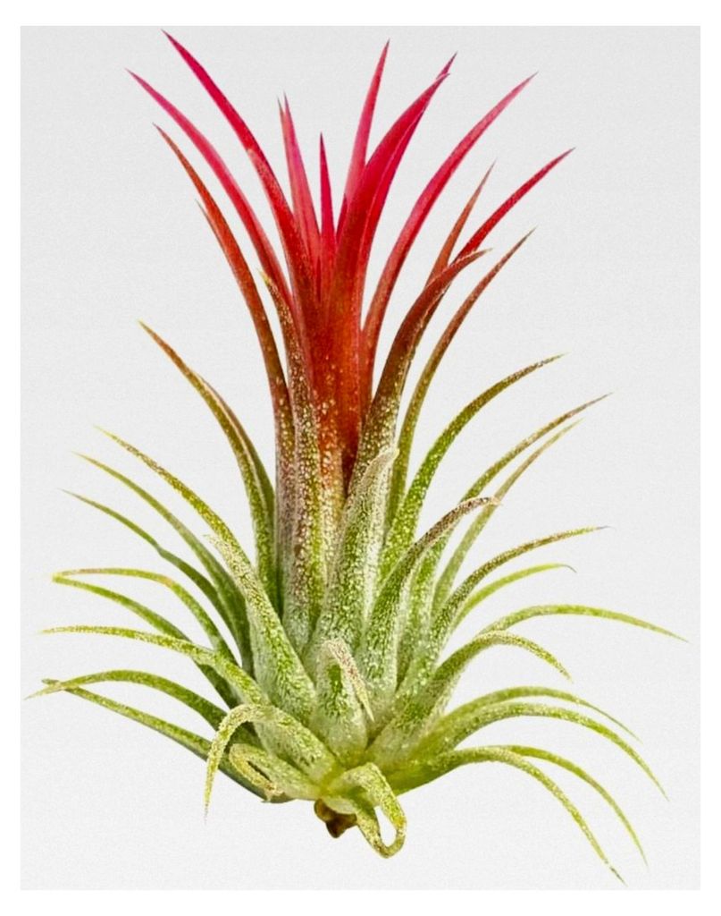 Tillandsia Ionantha 'Rubra' Luftpflanze - Beliebt auf der Chelsea Flower Show