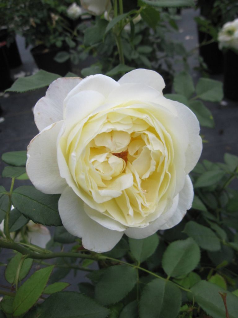 Rosa Vanessa Bell - Strauchrose Vanessa Bell - Austin Rose