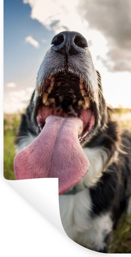 MuchoWow Wandtattoo Wandsticker Wandaufkleber Nahaufnahme Border Collie 20x40 cm Selbstklebend und Repositionierbar - Selbstklebend - Fototapeten