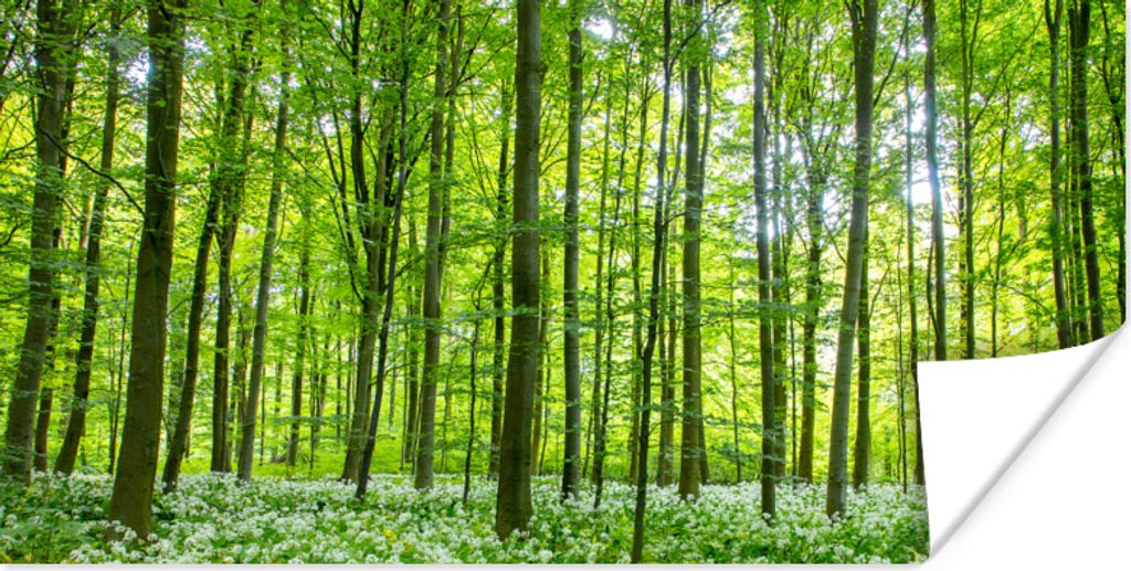 MuchoWow Poster Wald - Bäume - Grün 120x60 cm - Bild