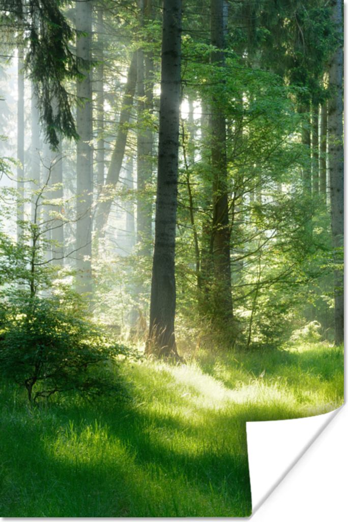 MuchoWow Poster Natur - Bäume - Wald - Grün - Sonne - Gras - Pflanzen 40x60 cm - Plakate für die Wand - Poster Babyzimmer