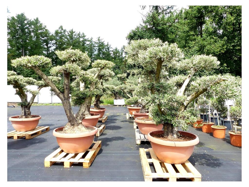Olivenbaum Pon Pon Olive Gartenbonsai, winterhart