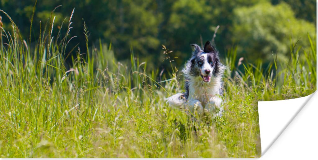MuchoWow Poster Ein sprintender Border Collie im hohen grünen Gras 150x75 cm - ohne Rahmen