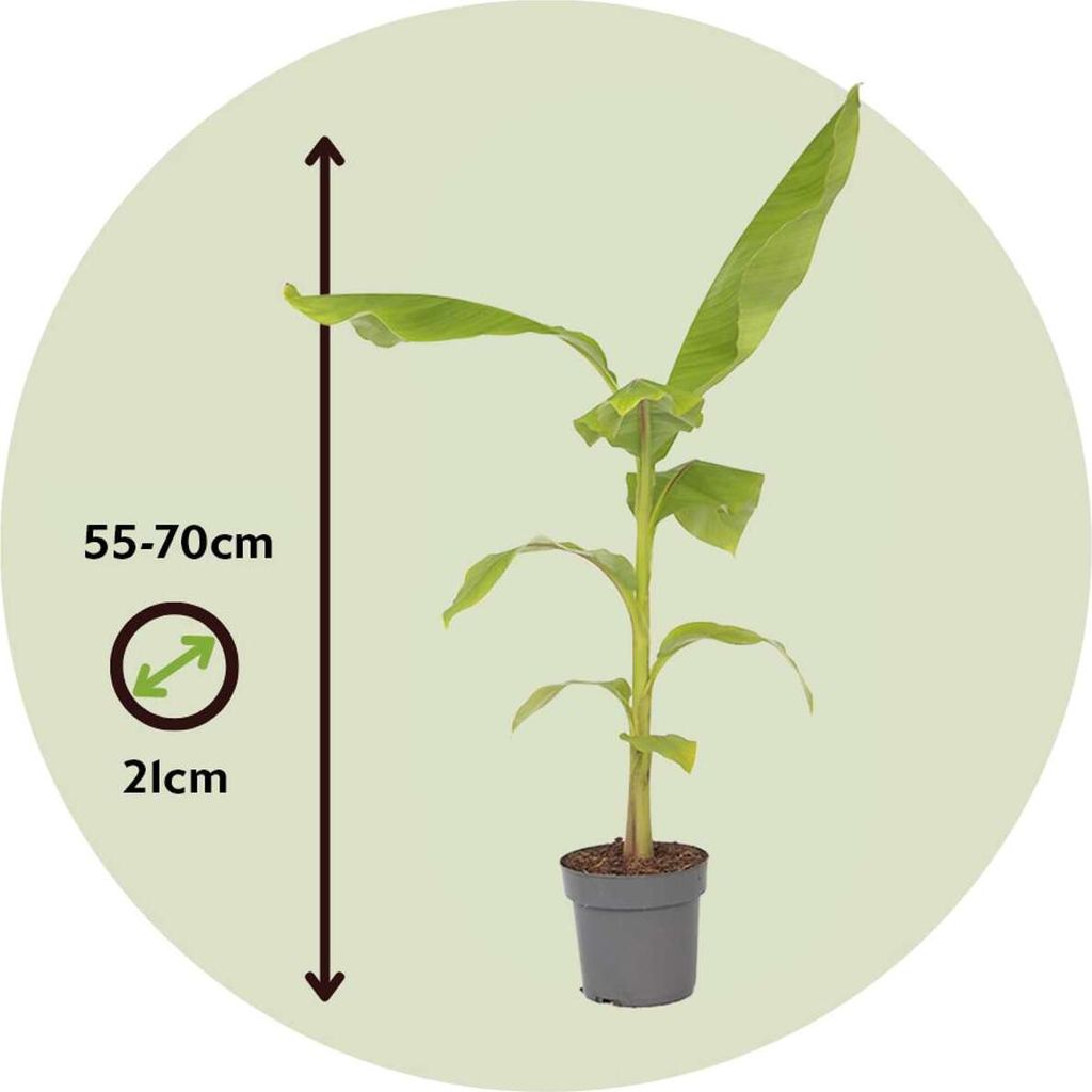 Banánovník japonský - Musa basjoo - Výška 55-70cm - ⌀21cm Obrázok produktu 2