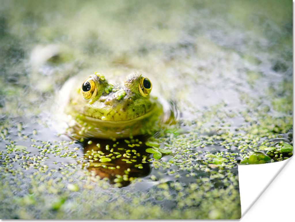 MuchoWow Poster Fröhlicher Frosch im Wasser 80x60 cm - Kunst für zu Hause