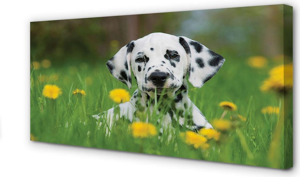 Leinwandbild 120x60 Wandkunst Präriehund