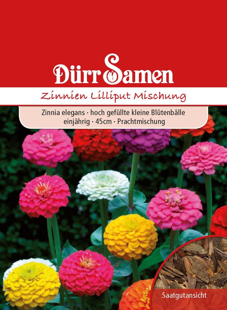 Zinnie Lilliput Mischung | Zinniensamen von Dürr Samen Produktbild 