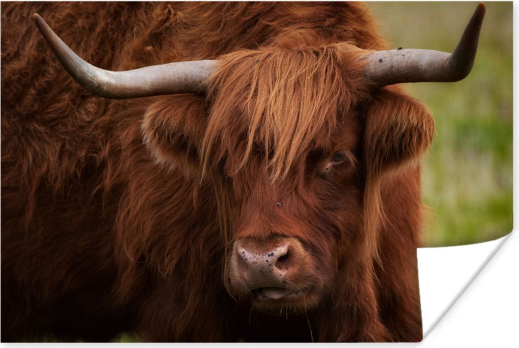 MuchoWow Poster Schottisches Hochlandrind - Orange - Tiere 120x80 cm - Bilder