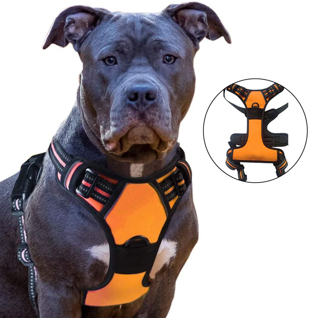 Hundeleine Mit 2 Griffen – Langlebig Für Kleine, Mittlere & Große Hunde, Verschiedene Farben