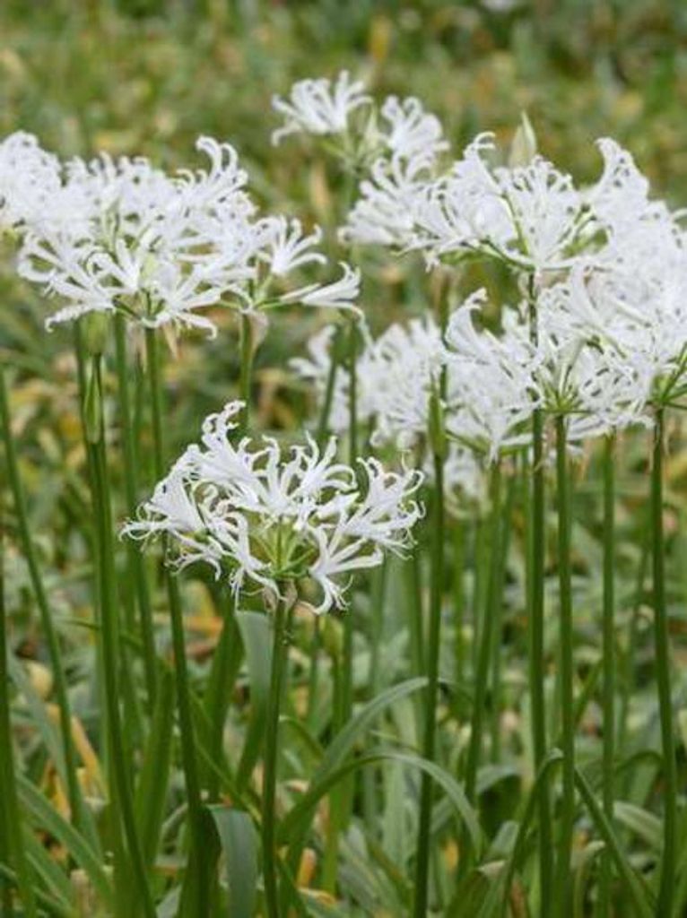Weiße Guernseylilie Nerine Bowdenii "Like a Virgin" (1 Stück) Gr. 12/+