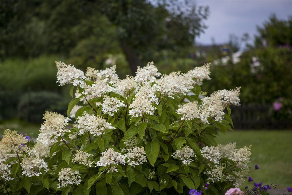 Hydrangea paniculata 'Unique', Rispenhortensie, weiß, 80–100 cm