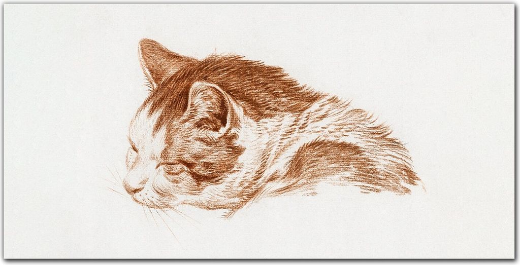 Coloray - Bild aus Glas - Glasbilder - 100 x 50 cm - Küche Wanddekoration Dekoration Wohnzimmer Gehärtetes Glas Glasblock mit Bild - Katze