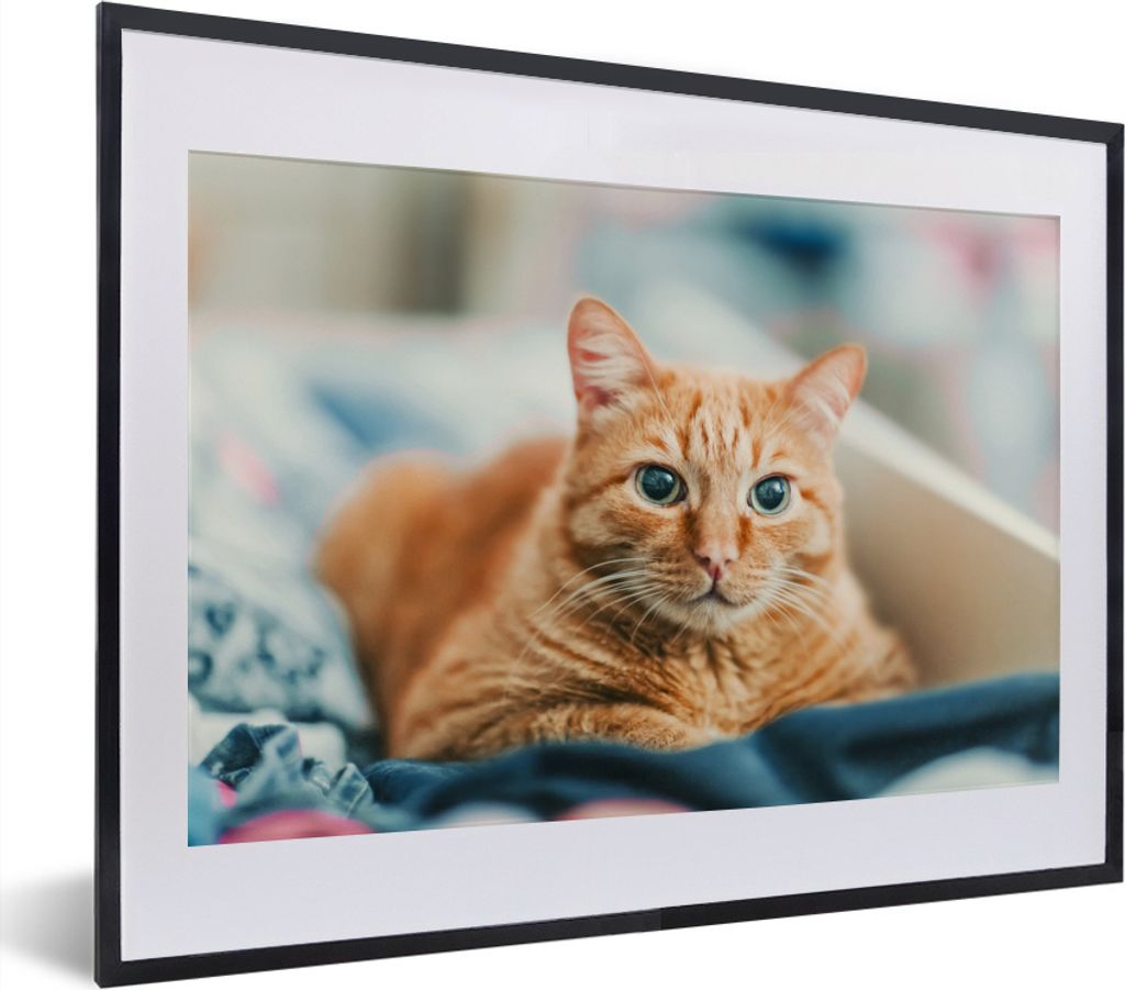 MuchoWow MuchoWow Gerahmtes Poster Katze - Kleidung - Schrank 40x30 cm - Poster mit zchwarzem Bilderrahmen - Bilderrahmen - Poster im Rahmen