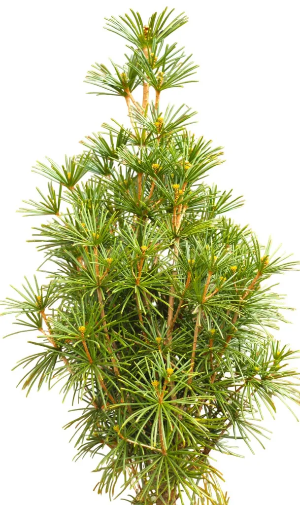 Aménager un jardin zen avec ce Sapin parasol japonais 80-100 cm