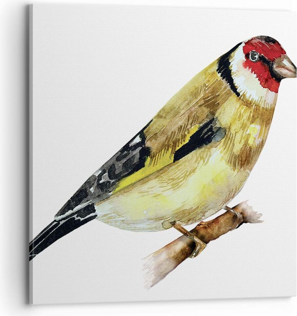 Bild auf Leinwand - Leinwandbild - Einteilig - Stieglitz Vogel Aquarell - 70x70cm - Wand Bild - Wanddeko - Wandbilder - Leinwanddruck - Bilder - Wa...