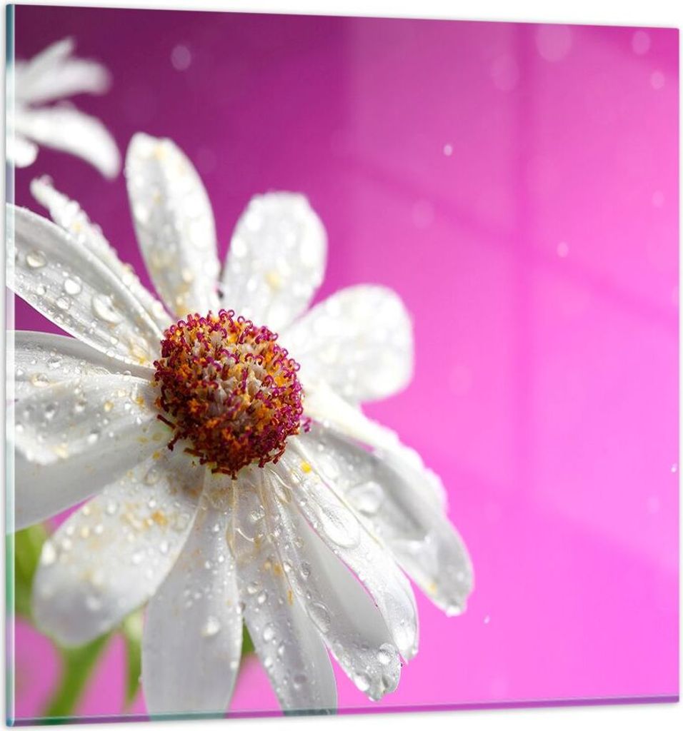 Bilder auf glas - Blume frühling garten - 30x30cm - Produktbild 