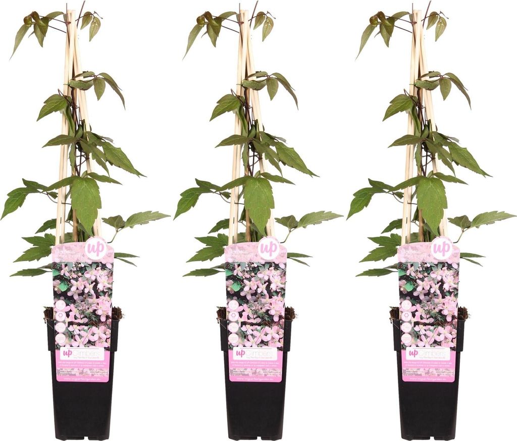 Waldrebe Clematis Montana Fragrant Spring 3 Pflanzen Ø15cm 65cm Duftend Kletterpflanze