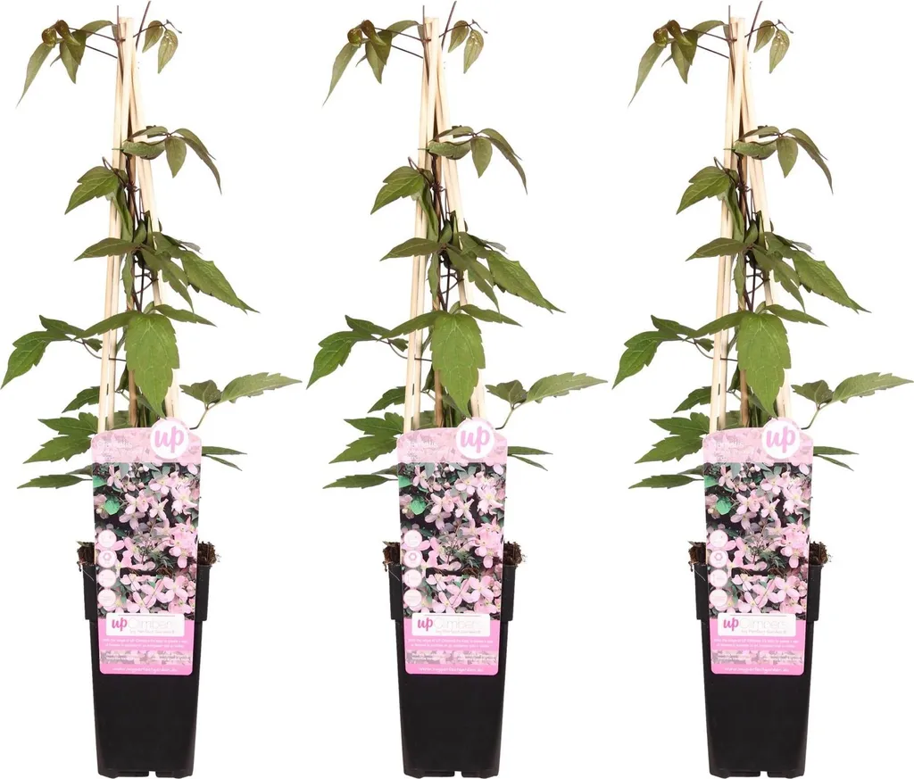 Clématite Montana Fragrant Spring - Lot de 3 Plantes Ø15cm Hauteur 65cm