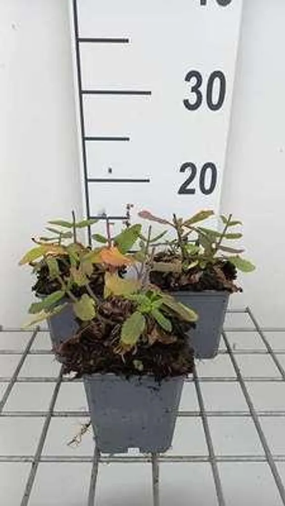 Salvia Sensation Deep Rose - Sauge rose compacte - 6 plants en pot