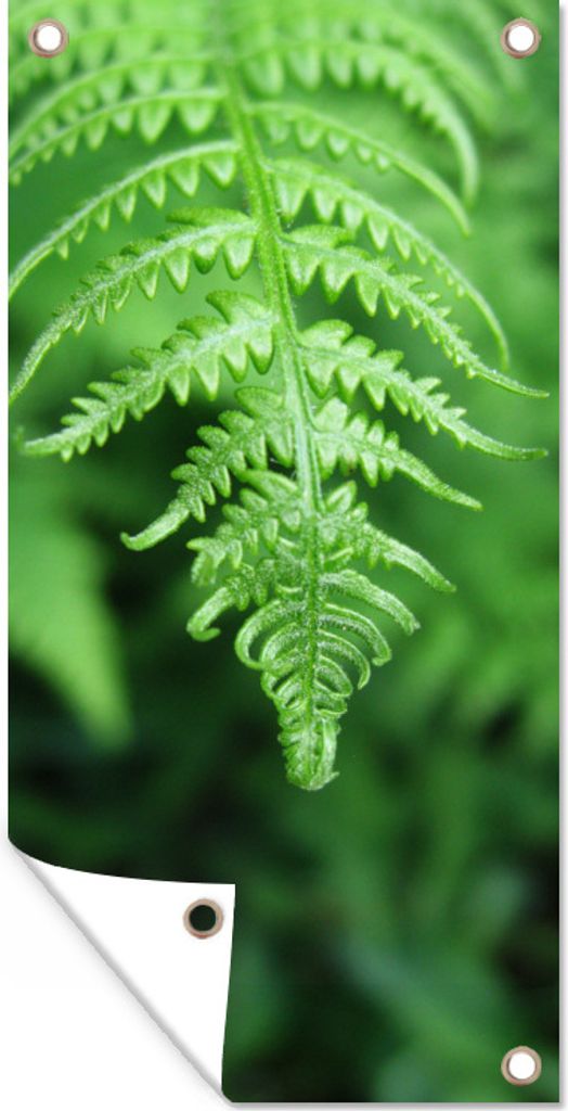 MuchoWow 40x80 cm Outdoor-Poster Gartendeko Sichtschutz Garten Poster für den Garten Grüne Blätter eines Farns vor einem verblassten Hintergrund