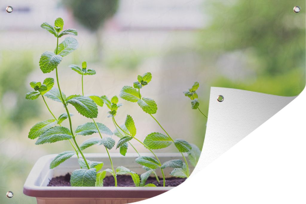 MuchoWow 60x40 cm Outdoor-Poster Gartendeko Sichtschutz Garten Poster für den Garten Frische Pfefferminze auf der Fensterbank in einem Blumentopf