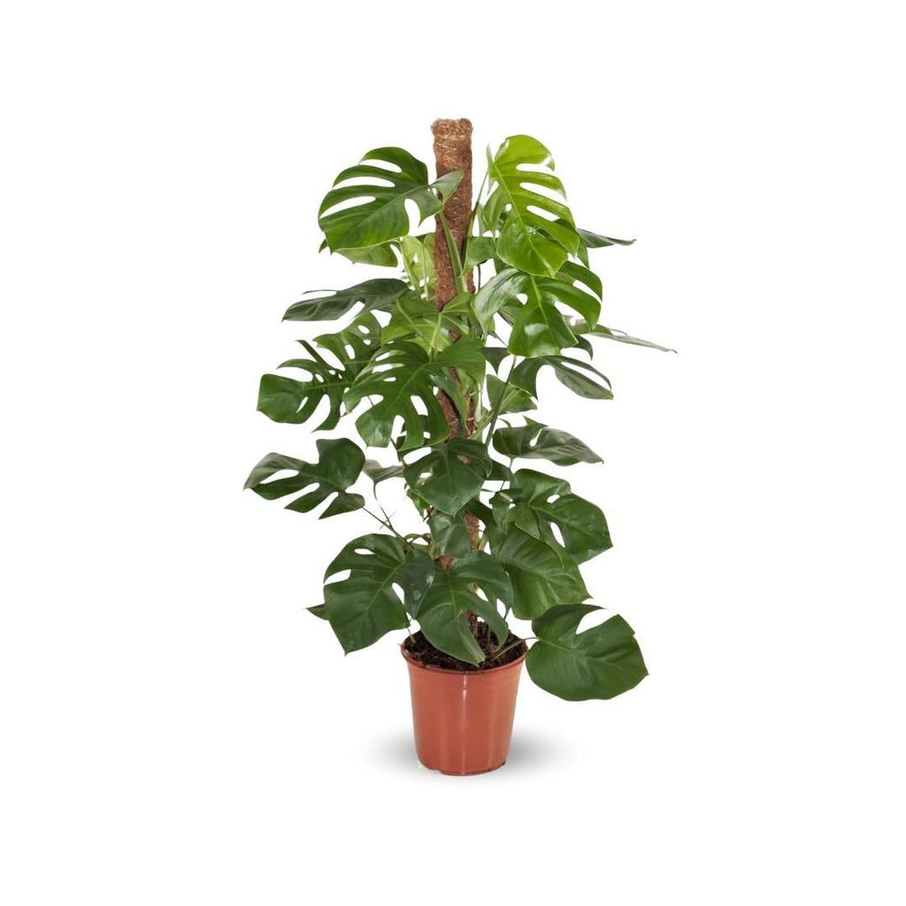 Monstera deliciosa - plante trouée avec tuteur - Image du produit 