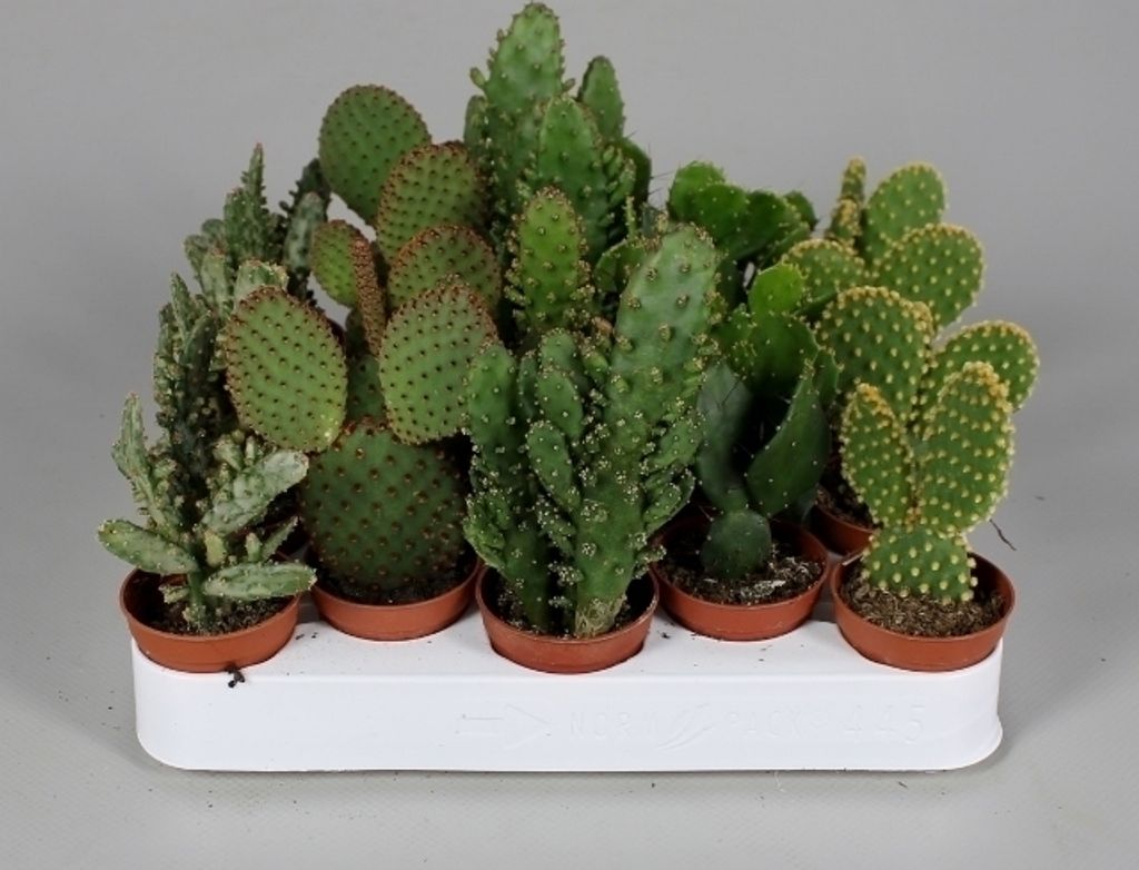 10 kusů Opuncie opuncie cca 10 cm - ideální sukulent pro Obrázek produktu 
